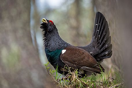 Tetrao urogallus or Eurasian Capercaillie or Western Capercaillie male in mating season. 