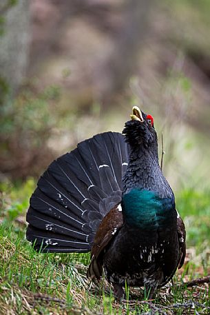 Tetrao urogallus or Eurasian Capercaillie or Western Capercaillie male in mating season. 