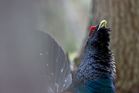 Tetrao urogallus or Eurasian Capercaillie or Western Capercaillie male in mating season. 