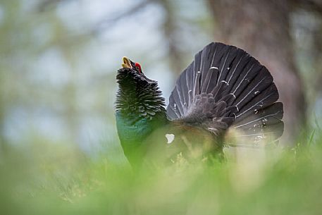 Tetrao urogallus or Eurasian Capercaillie or Western Capercaillie male in mating season. 