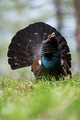 Tetrao urogallus or Eurasian Capercaillie or Western Capercaillie male in mating season. 