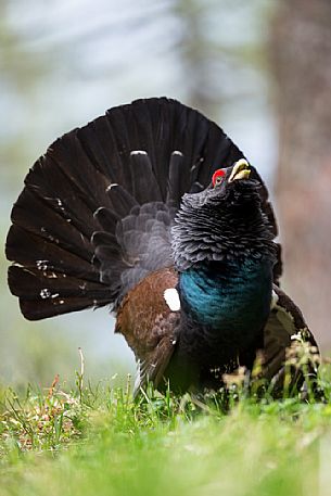 Tetrao urogallus or Eurasian Capercaillie or Western Capercaillie male in mating season. 