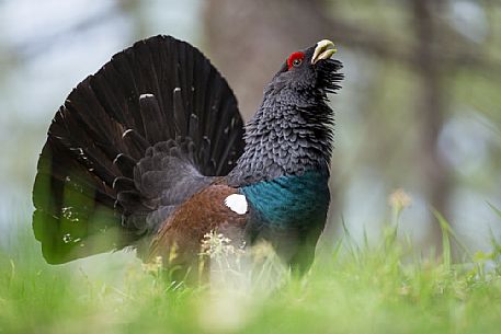 Tetrao urogallus or Eurasian Capercaillie or Western Capercaillie male in mating season. 