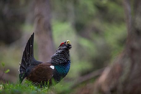 Tetrao urogallus or Eurasian Capercaillie or Western Capercaillie male in mating season. 