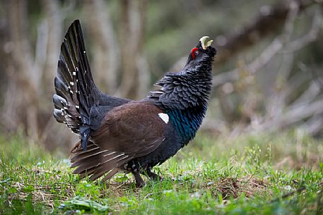 Tetrao urogallus or Eurasian Capercaillie or Western Capercaillie male in mating season. 