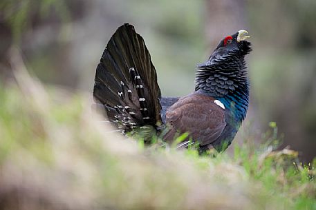 Tetrao urogallus or Eurasian Capercaillie or Western Capercaillie male in mating season. 