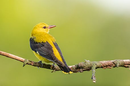 Golden Oriole or Oriolus oriolus on summer before migration