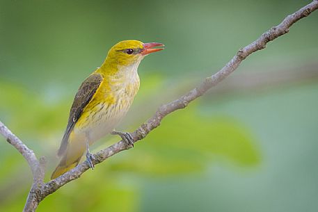 Golden Oriole or Oriolus oriolus on summer before migration