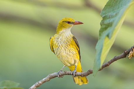 Golden Oriole or Oriolus oriolus on summer before migration Golden Oriole or Oriolus oriolus on summer before migration