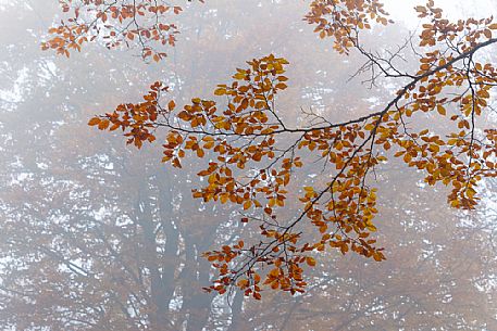 Beech forest in autumn