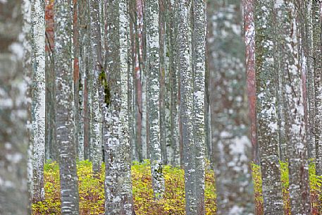 Trunks in the beech forest