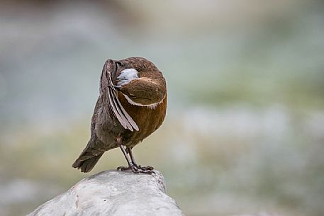 White-throated Dipper, Cinclus cinclus, cleans the plumage