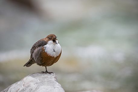 White-throated Dipper, Cinclus cinclus, singing