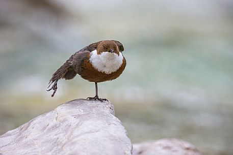Stretching of the White-throated Dipper, Cinclus cinclus Stretching of the White-throated Dipper, Cinclus cinclus