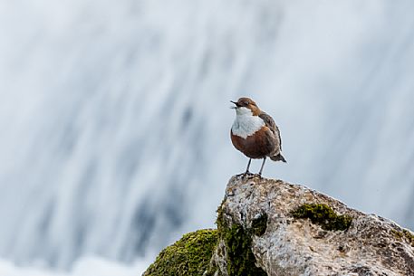 White-throated Dipper, Cinclus cinclus, singing