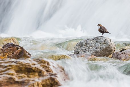 White-throated Dipper, Cinclus cinclus in his habitat