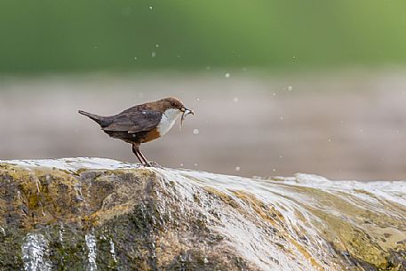White-throated Dipper, Cinclus cinclus with fish in the beak White-throated Dipper, Cinclus cinclus with fish in the beak