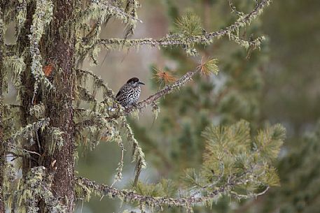 The spotted nutcracker, Nucifraga caryocatactes, in wintry forest