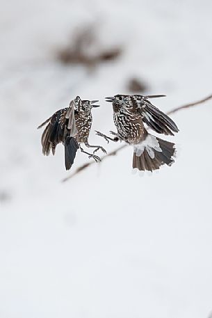 The Spotted nutcrackers (Nucifraga caryocatactes) fighting in the winter.