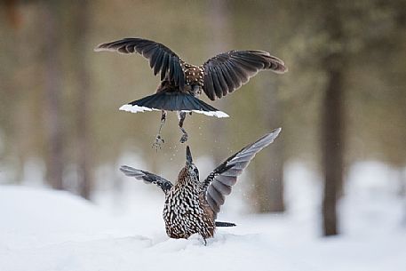 The Spotted nutcrackers (Nucifraga caryocatactes) fighting in the winter.