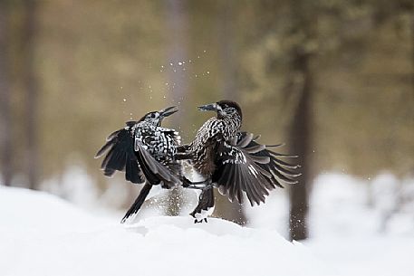 The Spotted nutcrackers (Nucifraga caryocatactes) fighting in the winter.