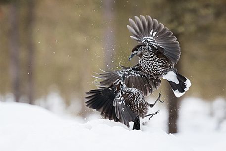 The Spotted nutcrackers (Nucifraga caryocatactes) fighting in the winter.