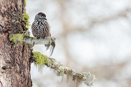 Portrait of spotted nutcracker, Nucifraga caryocatactes, in winter forest