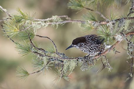 The spotted nutcracker, Nucifraga caryocatactes, in winter forest