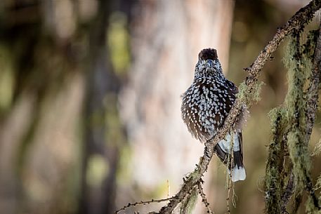 Portrait of spotted nutcracker, Nucifraga caryocatactes, in winter forest