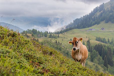 Cow, Brown Swiss (Braunvieh), at Zollner See Lake, Hermagor, Kärnten, Austria Cow, Brown Swiss (Braunvieh), at Zollner See Lake, Hermagor, Kärnten, Austria