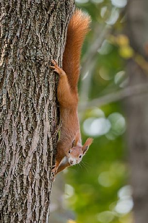 Red squirrel, Sciurus vulgaris Fuscoater, portrait