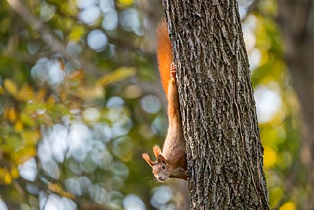 Red squirrel, Sciurus vulgaris Fuscoater, portrait