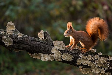 Red squirrel, Sciurus vulgaris Fuscoater