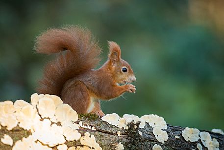 Red squirrel, Sciurus vulgaris Fuscoater portrait