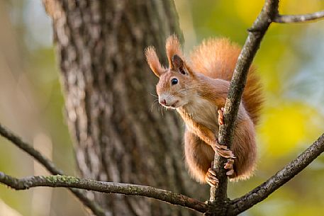 Red squirrel, Sciurus vulgaris Fuscoater, portrait