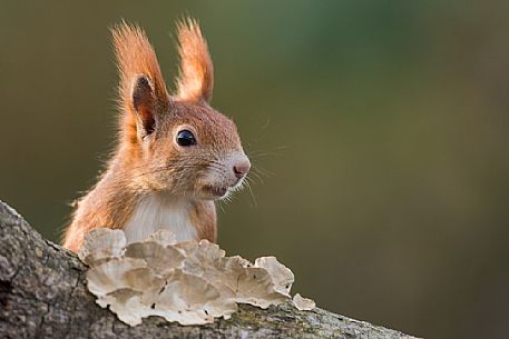 Red squirrel, Sciurus vulgaris Fuscoater, portrait