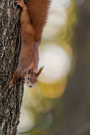 Red squirrel, Sciurus vulgaris Fuscoater, portrait