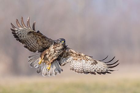 Bird of prey Buzzard, Buteo buteo in flight