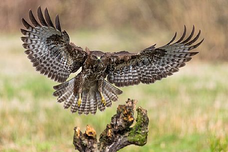 Buzzard, Buteo buteo, avvives in flight on the roost