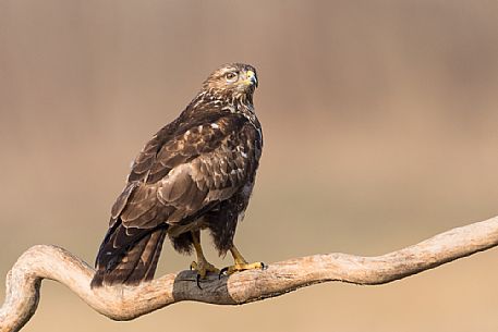 Bird of prey Buzzard,Buteo buteo, in the roost