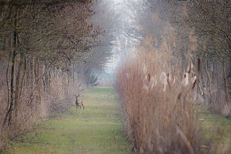 Roe deer, Capreolus capreolus, at the edge of the woodland, Aquileia, Udine, Italy Roe deer, Capreolus capreolus, at the edge of the woodland, Aquileia, Udine, Italy