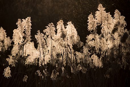 Giant cane, Arundo donax, by sundowv, Punta Sdobba, Grado, Gorizia, Italy