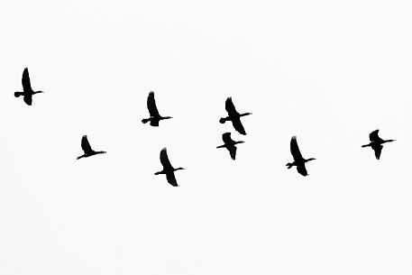 Flock of Great Cormorant, Phalacrocorax carbo, at Plitvice Lakes National Park, Lika-Senj County, Karlovac County, Croatia. Flock of Great Cormorant, Phalacrocorax carbo, at Plitvice Lakes National Park, Lika-Senj County, Karlovac County, Croatia.