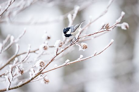The Coal Tit, Periparus ater, in an icy branch, Plitvice Lakes National Park, Croatia. The Coal Tit, Periparus ater, in an icy branch, Plitvice Lakes National Park, Croatia.