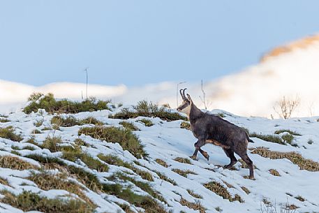 Chamois, rupicapra rupicapra, in the Julian Alps, Julian Prealps Natural Park, Friuli Venezia Giulia, Italy.