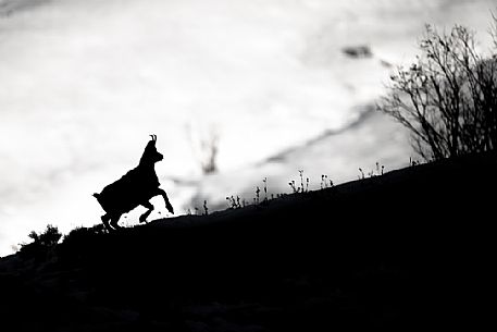 Silhouette of chamois, rupicapra rupicapra, in the Julian Alps, Julian Prealps Natural Park, Friuli Venezia Giulia, Italy.