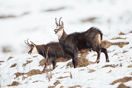 Two chamois, rupicapra rupicapra, in the Julian Alps, Julian Prealps Natural Park, Friuli Venezia Giulia, Italy. Two chamois, rupicapra rupicapra, in the Julian Alps, Julian Prealps Natural Park, Friuli Venezia Giulia, Italy.