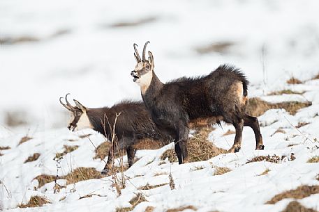 Two chamois, rupicapra rupicapra, in the Julian Alps, Julian Prealps Natural Park, Friuli Venezia Giulia, Italy.