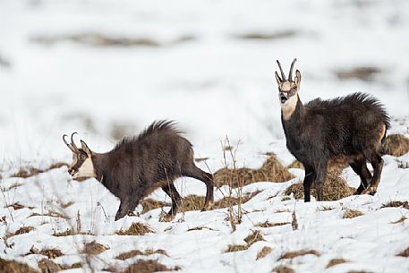 Two chamois, rupicapra rupicapra, in the Julian Alps, Julian Prealps Natural Park, Friuli Venezia Giulia, Italy. Two chamois, rupicapra rupicapra, in the Julian Alps, Julian Prealps Natural Park, Friuli Venezia Giulia, Italy.