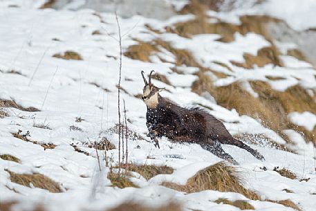 Chamois, rupicapra rupicapra, running in the Julian Alps, Julian Prealps Natural Park, Friuli Venezia Giulia, Italy.